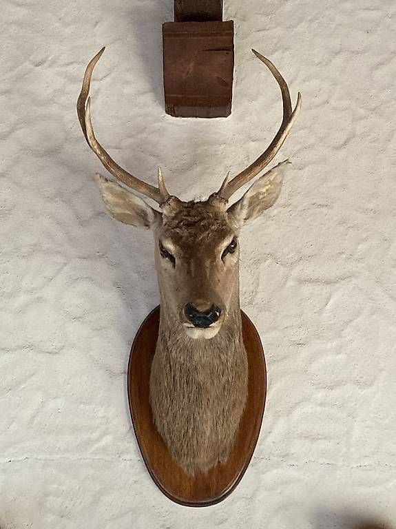 Il mondo degli animali: Tête de cerf – Usato da Courrendlin venduto da Omeg740 3
