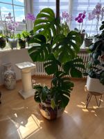 Monstera Pflanze
