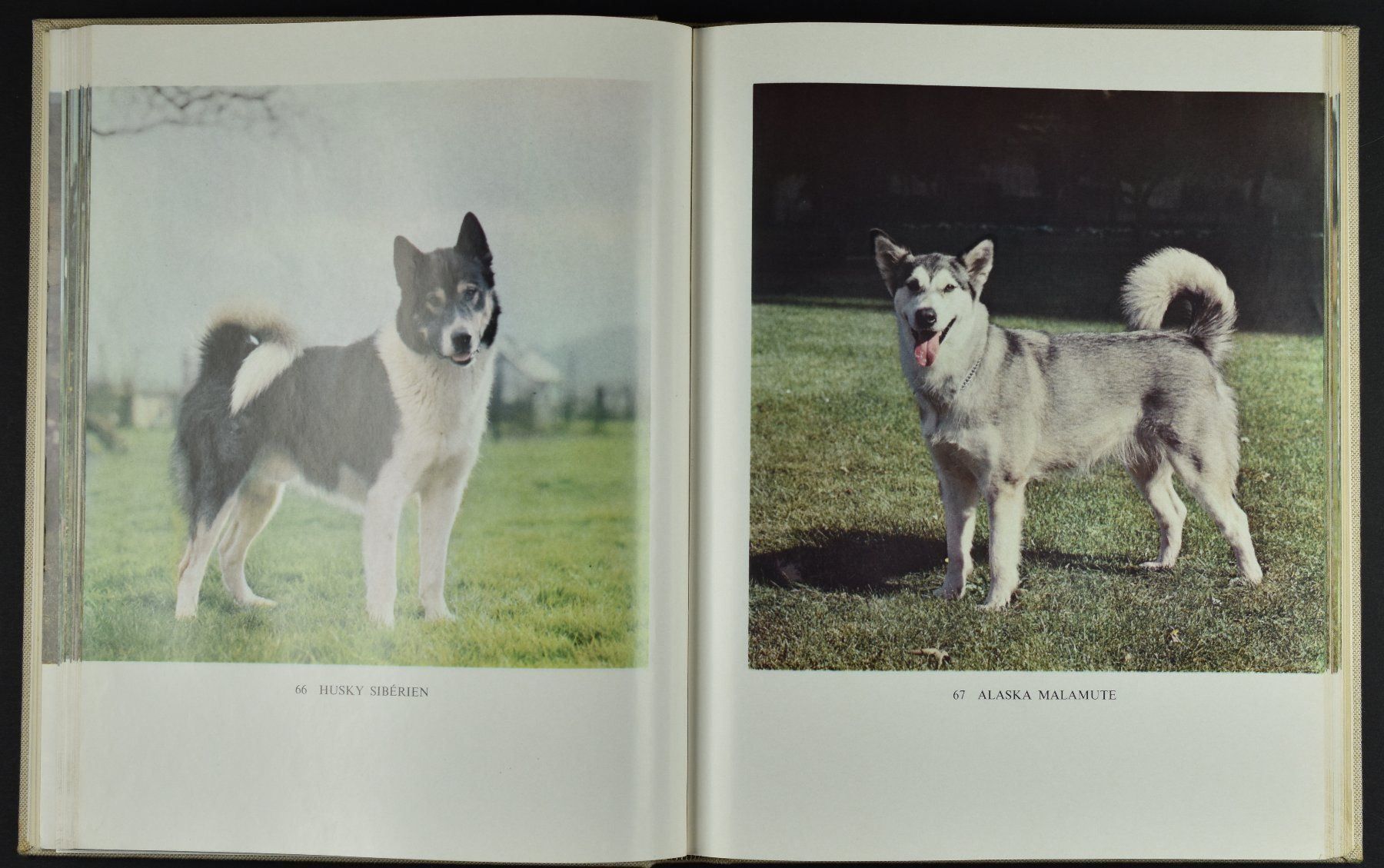 Libri: LES PLUS BEAUX CHIENS, 1967 RELIE – Usato da Wetzikon ZH venduto da 2ndandvintage