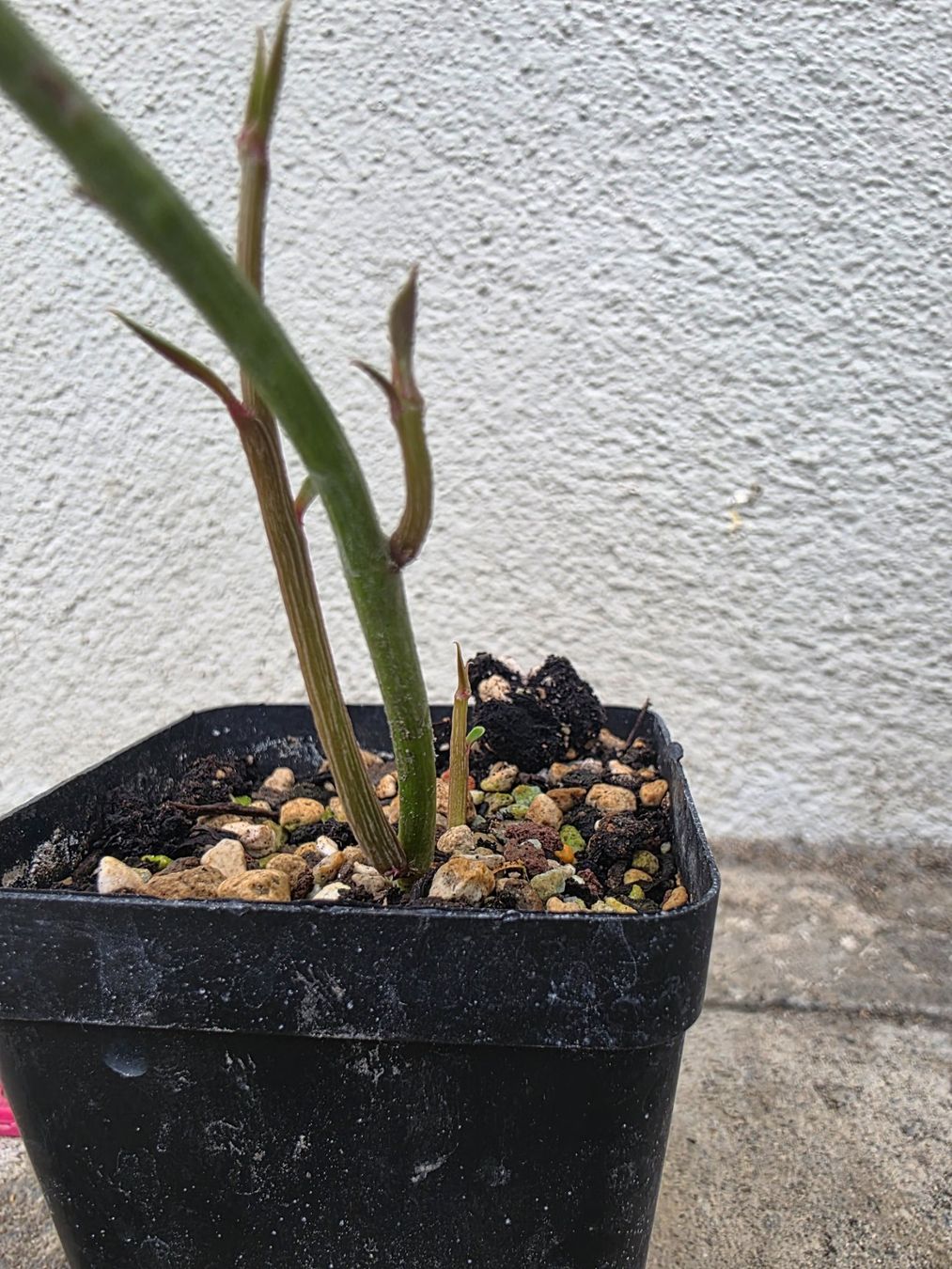 Piante & sementi: Monadenium montanum var. rubellum – Nuovo (secondo la descrizione) da Thalheim venduto da silvara01 3