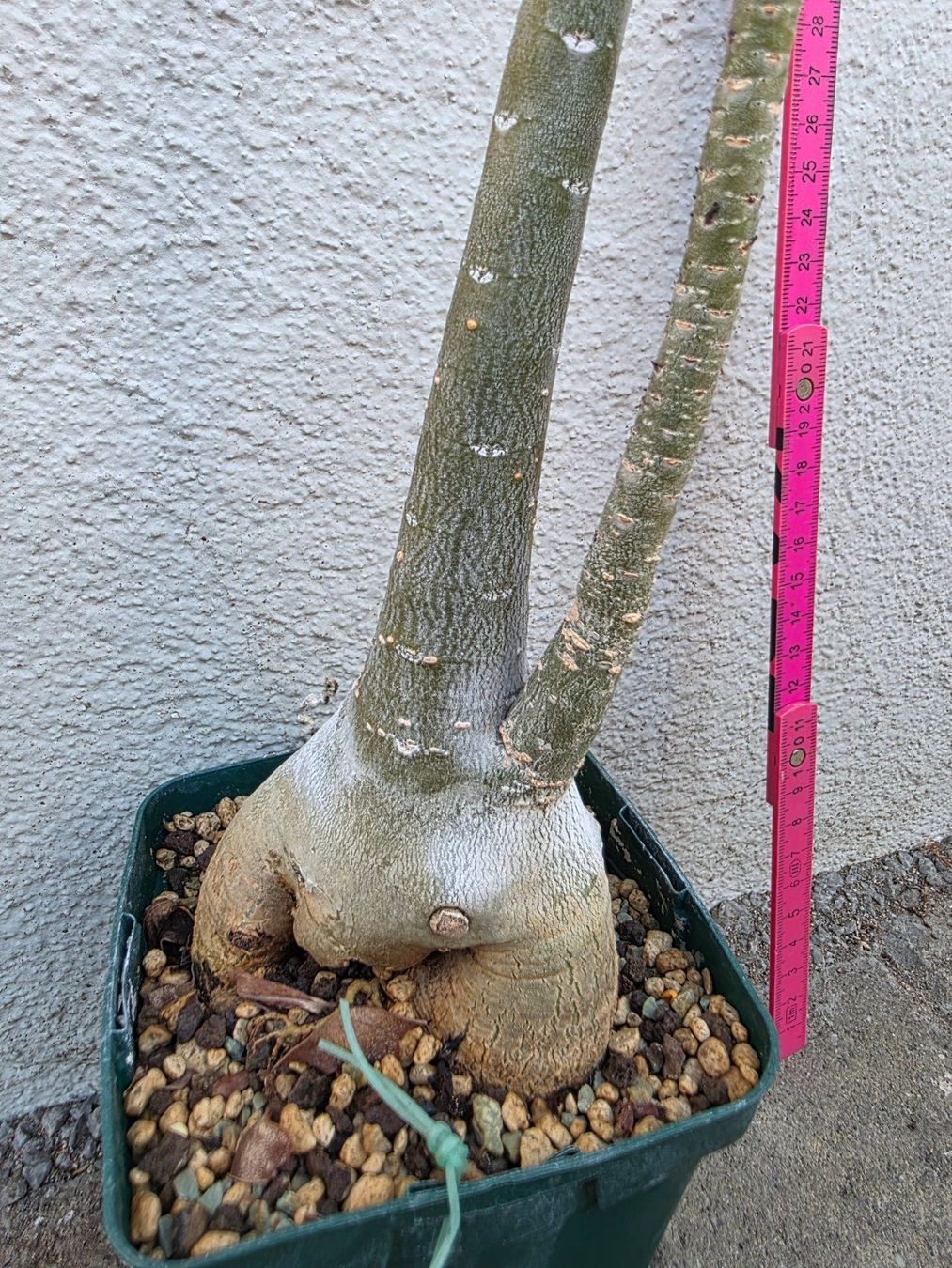 Piante & sementi: Adenium obesum / Wüstenrose – Nuovo (secondo la descrizione) da Thalheim venduto da silvara01 5
