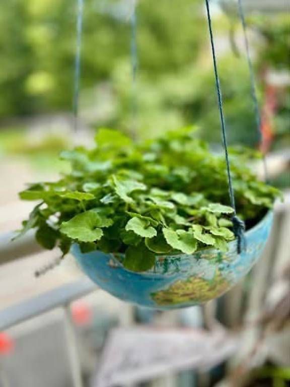 Toutes les décorations: Blumen in der Weltkugel  – D'occasion à Frauenfeld par Irene.Schuppli 3