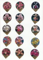 Österreich, 18c Orchideen Sanalp Gastro