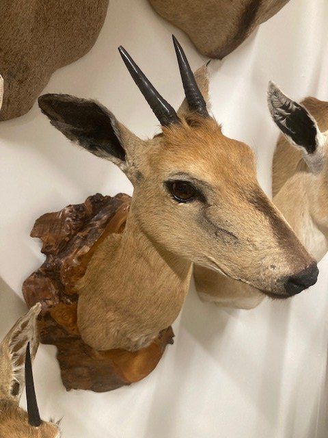 Welt der Tiere: Rehantilope – Gebraucht aus Pfaffnau von Yoka0 1