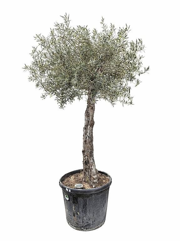 Plantes & graines: Olivenbaum "Olea Europea 13" – D'occasion à Zuckenriet par Thur_Plant