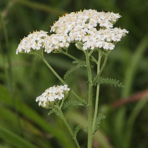 Piante & sementi: Achillée millefeuille blanche  3 PLANTES – Nuovo (secondo la descrizione) da Bremblens venduto da FIBONACCI369 1