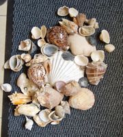 Muscheln diverse