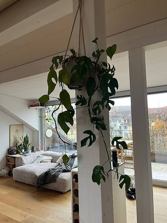 philodendron ecuagenera Philodendron Ecuagenera Vibes