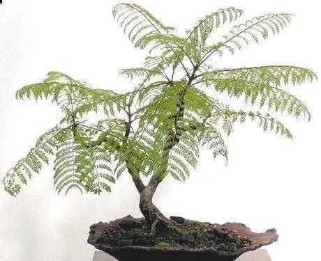 Pflanzen & Samen: JACARANDA MIMOSIFOLIA !  30g – Neu (gemäss Beschreibung) aus Bremblens von FIBONACCI369 1
