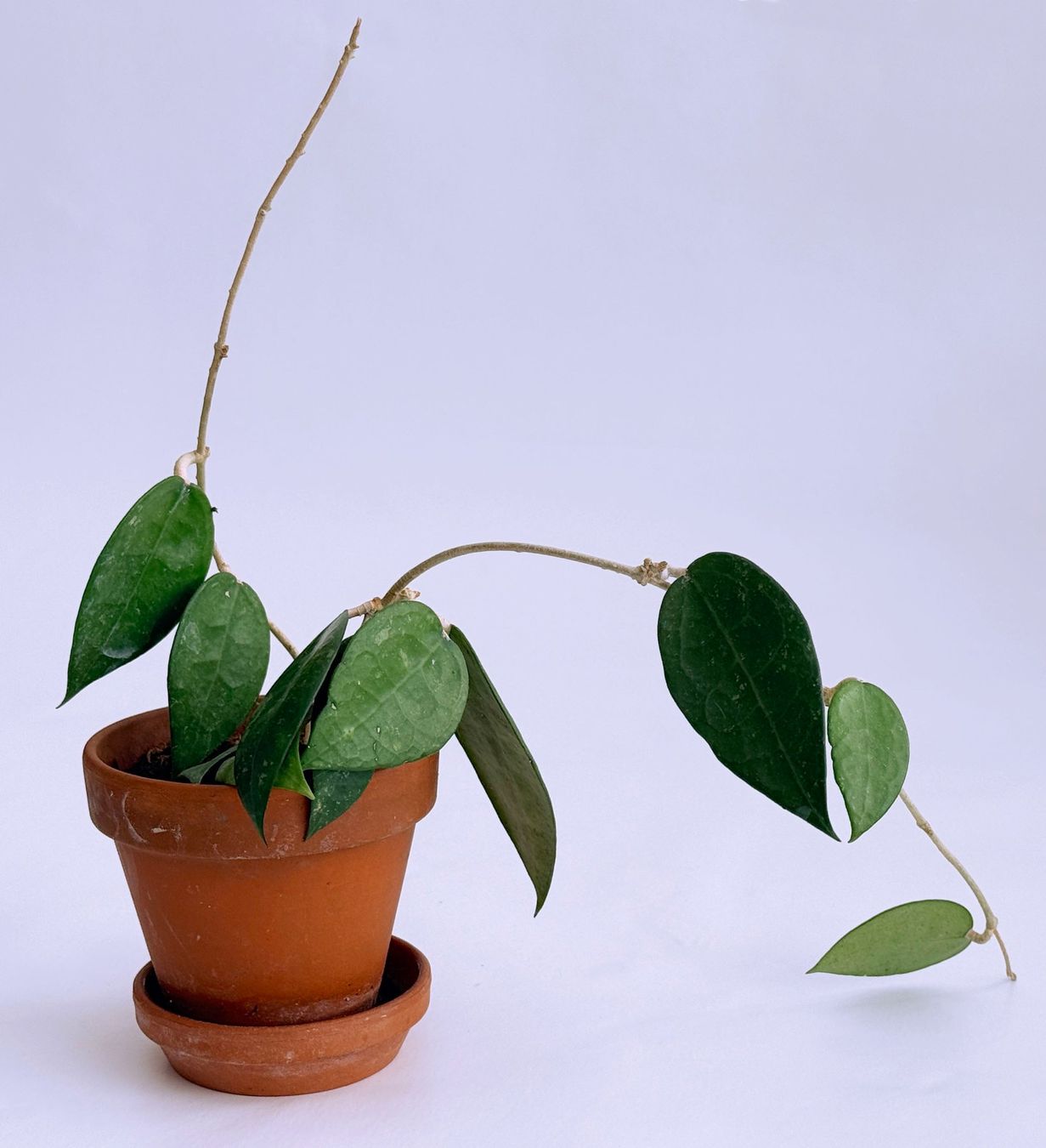 Pflanzen & Samen: HOYA*PARASITICA BLACK MARGIN***** – Neu (gemäss Beschreibung) aus Dübendorf von Orchid18
