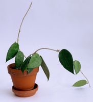 HOYA*PARASITICA BLACK MARGIN*****