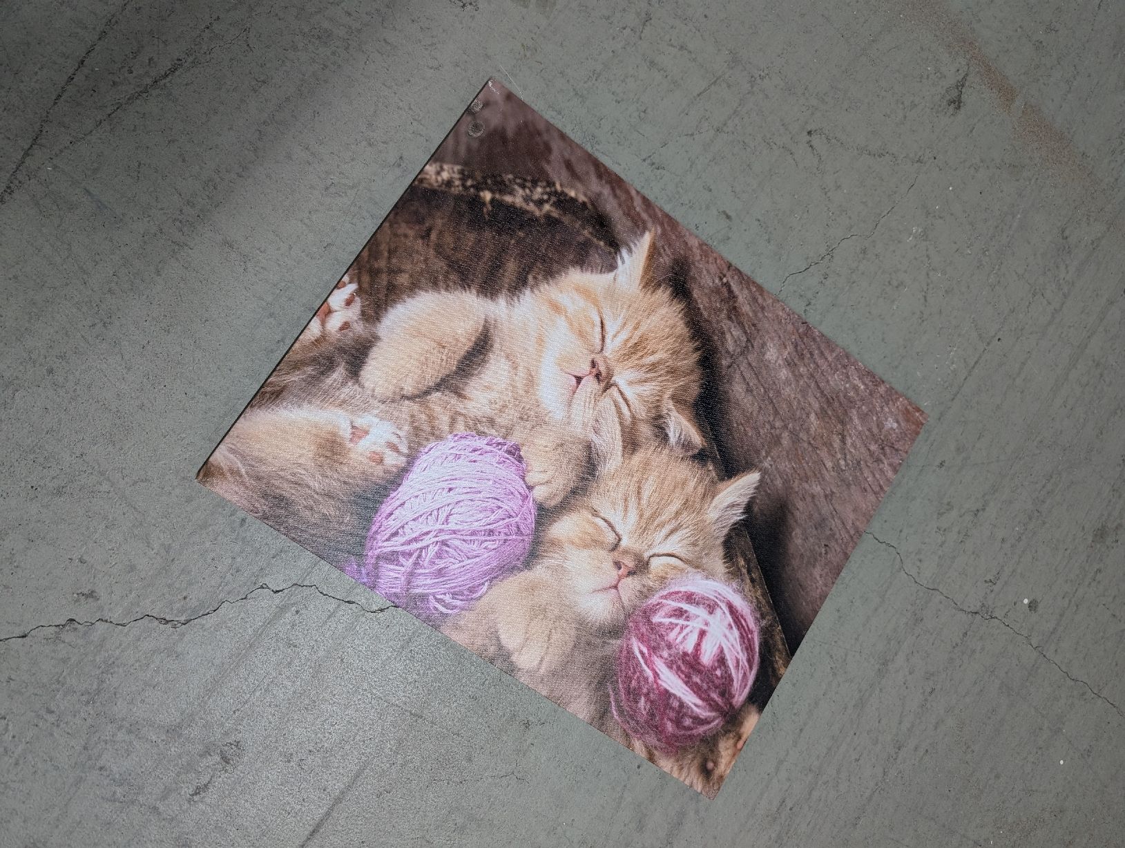 Posters & Illustrations: Bild süsse Katzen – D'occasion à Glattbrugg par Rose198