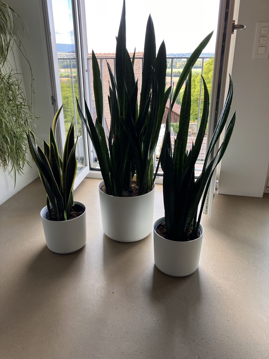 Piante & sementi: Schwiegermutterzunge/Bogenhanf/Sansevieria – Usato da Avenches venduto da ChristinaW0102 2