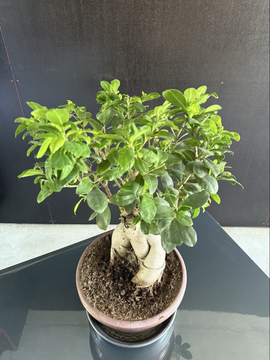 Piante & sementi: Bonsaï ficus ginseng – Usato da Bern venduto da LM08 1