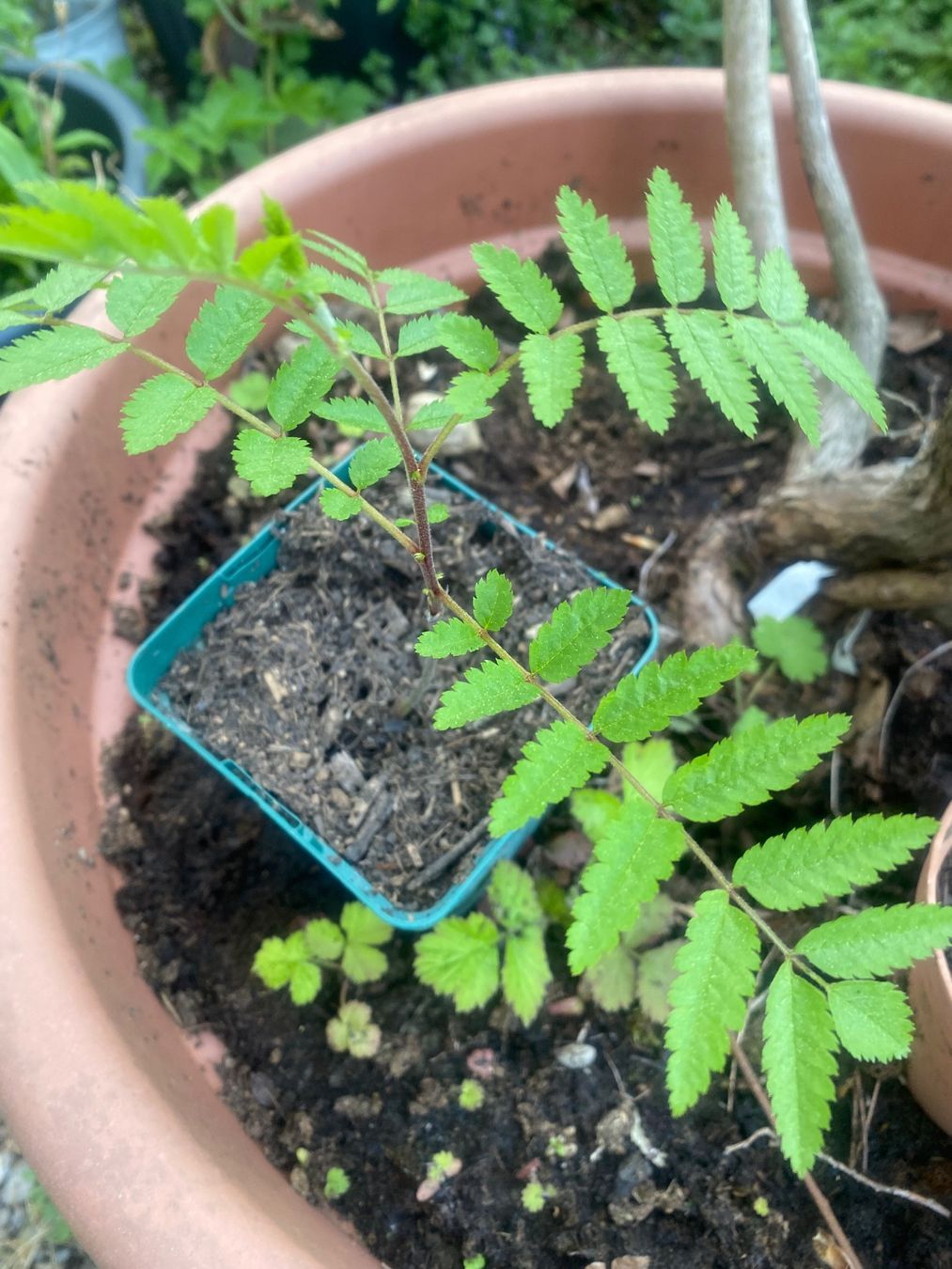 Piante & sementi: 1 junge Vogelbeere 10 cm gross! – Nuovo (secondo la descrizione) da Gerlikon venduto da jabadabadu 2