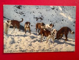 1927 // Gr. St. Bernard / Chiens de l'Hospice