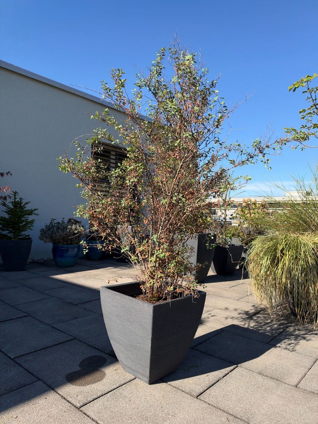 Pflanzen & Samen: Spierstrauch – Gebraucht aus Root von calmchris 2