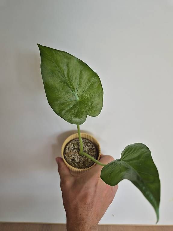 Pflanzen & Samen: Alocasia Macrorrhiza Ableger  – Gebraucht aus Bülach von Moritz_utzinger 2
