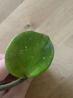Ableger Hoya Chelsea