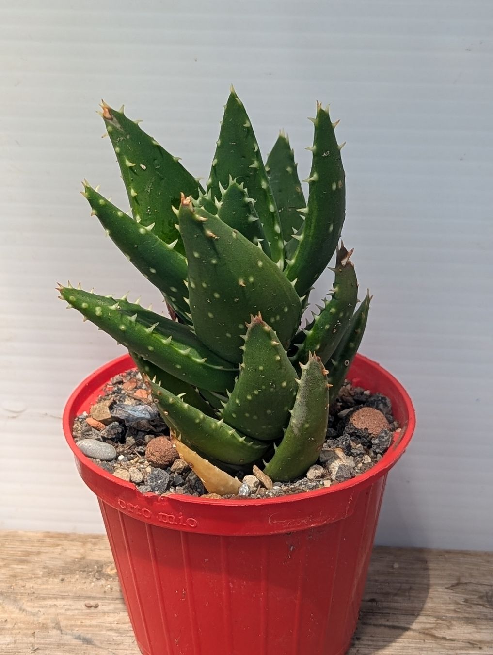 Piante & sementi: Aloe mitriformis  – Usato da Comano venduto da che_8lc2