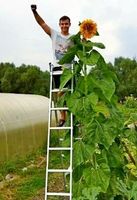 15 Samen Sonnenblume XXL "GIGANT" bis 4,5 m HOCH !!!‪