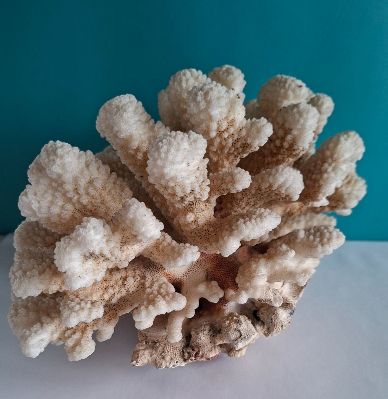 Tutte le decorazioni: Grosse Fossil Deko – Usato da Opfikon venduto da Diversamente 2