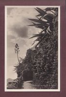 TICINO - Vegetazione meridionale