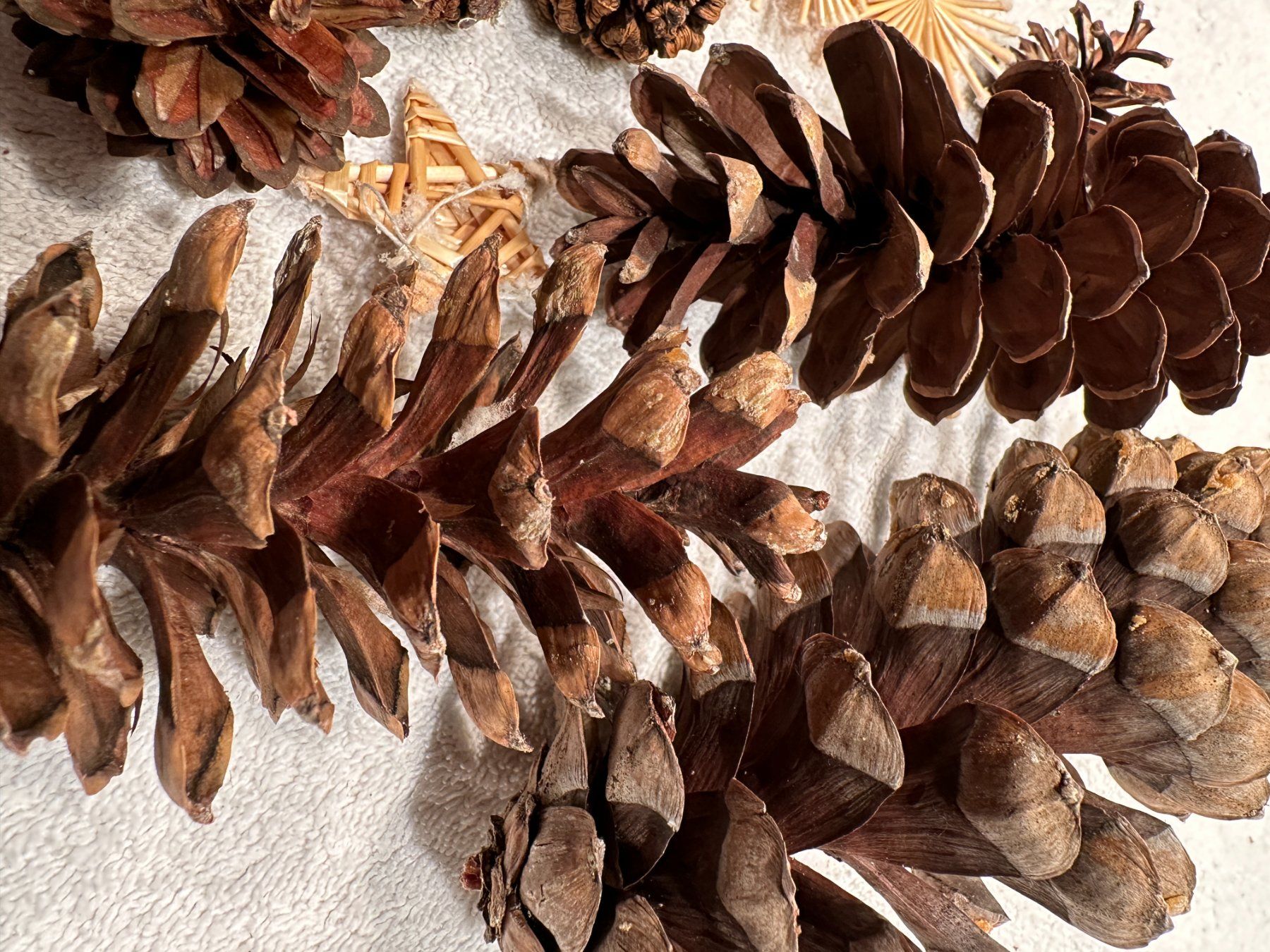 Tutte le decorazioni: Tannenzapfen und Sterne – Usato da Laupen ZH venduto da Mcafi02 2