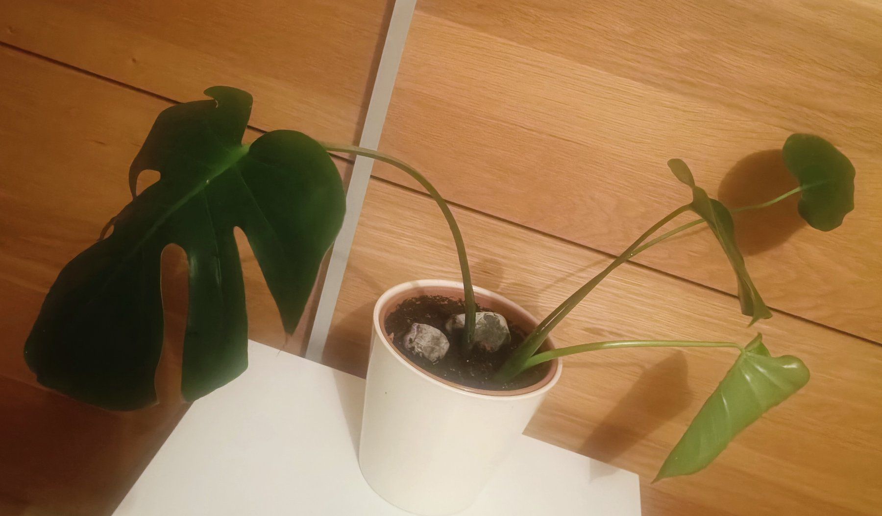Piante & sementi: Monstera mit weißem Topf, ca. 45 cm hoch – Nuovo e nell'imballaggio originale da Bern venduto da sv-trade 2