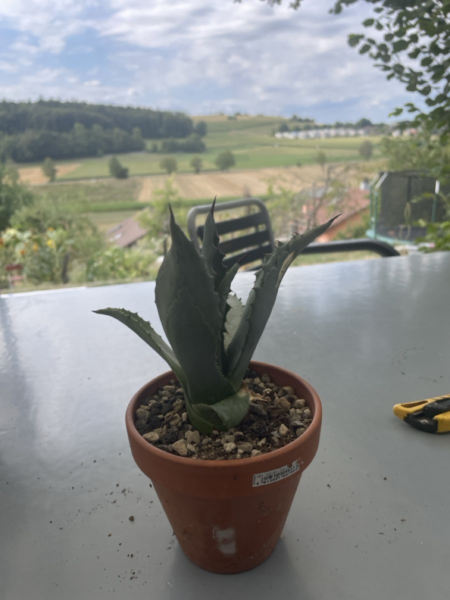 Pflanzen & Samen: Hundertjährige Agave – Gebraucht aus Ersigen von daniel0236 1