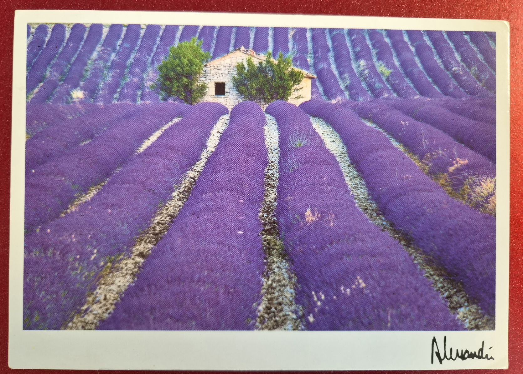 Cartoline postali: Lavendelfeld Provence, Frankreich 1995 – Usato da Melchnau venduto da Arthurius