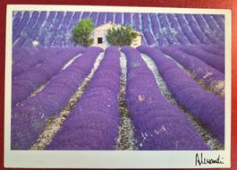 Lavendelfeld Provence, Frankreich 1995
