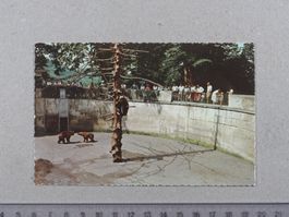 Bern, Bärengraben, belebt