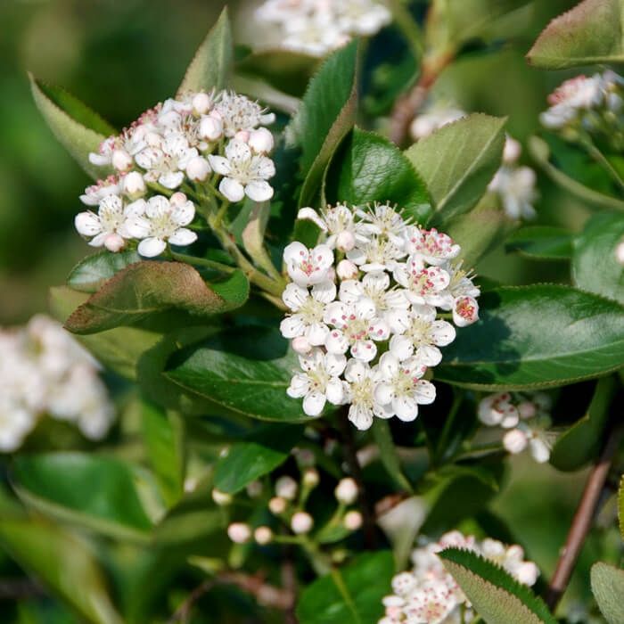 Piante & sementi: aroniabeeren strauch apfelbeere – Nuovo (secondo la descrizione) da Ibach venduto da rom_v8h9 2