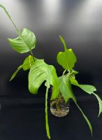 Epipremnum pinnatum 'Skeleton Key' - Kopfsteckling
