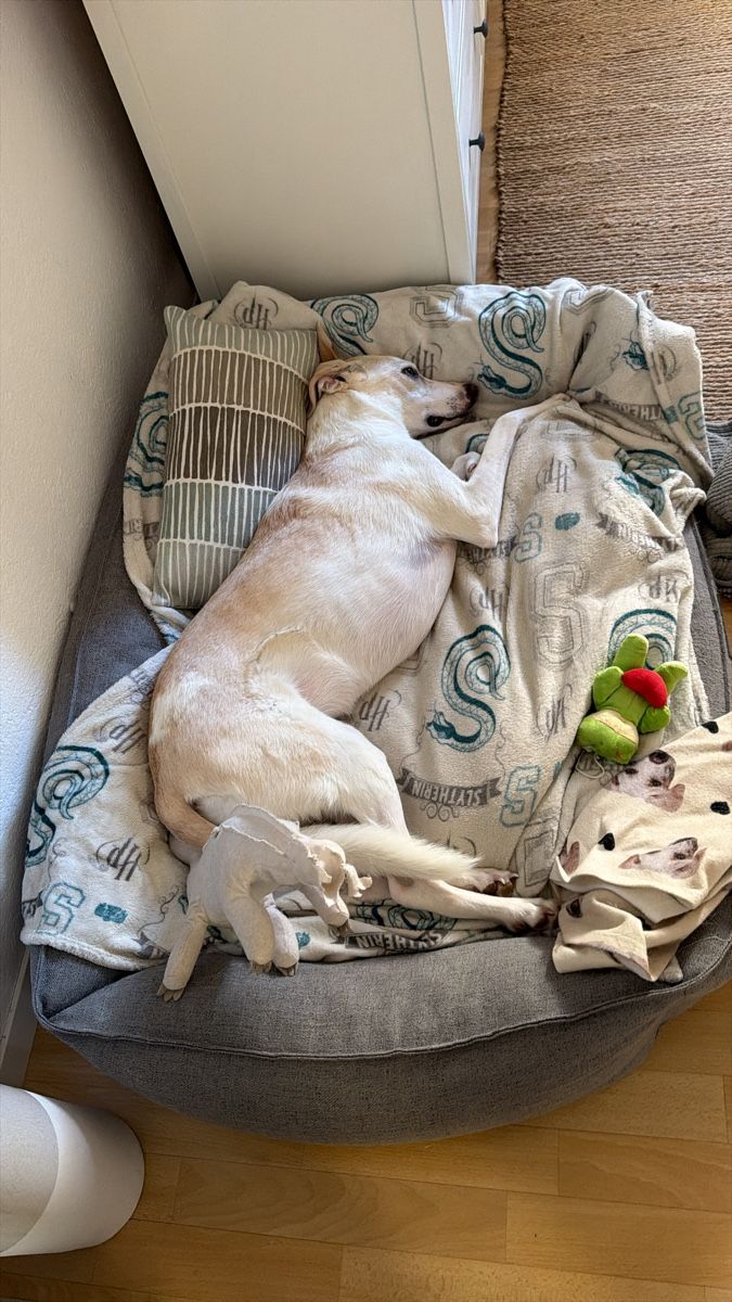 Cucce & Letti: Hundebett Grösse L 100x70cm – Usato da Grosshöchstetten venduto da Patricia_98 1