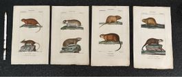 Lot 4 gravures anciennes animaux, Turpin, Prêtre, Massard