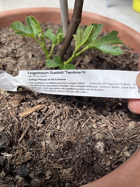 Pflanzen & Samen: Feigenbaum im Topf – Gebraucht aus Riniken von Rikaner 1