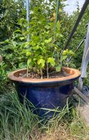Hibiskus weiss  PflanzentopfBlumentopf Topf Pflanzen Blumen