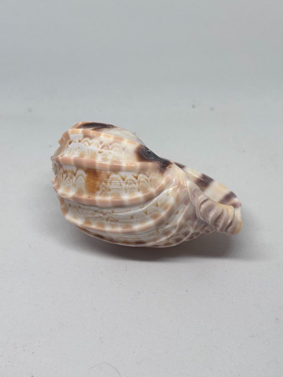 Fossili: Conchiglia Harpa Davidis 7 cm circa – Usato da Giubiasco venduto da LorisVale 3