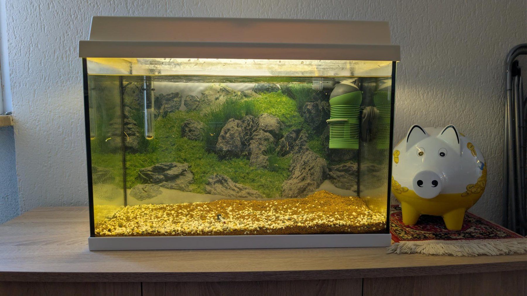 Aquarium: Acquario 60 litri – Gebraucht aus Viganello von enz_rds7