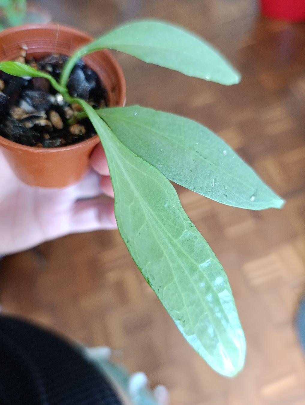 Pflanzen & Samen: Hoya Nicholsoniae New Guinea Ghost – Neu (gemäss Beschreibung) aus Baar von L.isa28 1