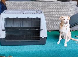 Grande caisse de transport chien XL – comme neuve