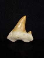 Versteinerter Fisch Fossil HAIFISCH HAIFISCHZAHN MAROKKO