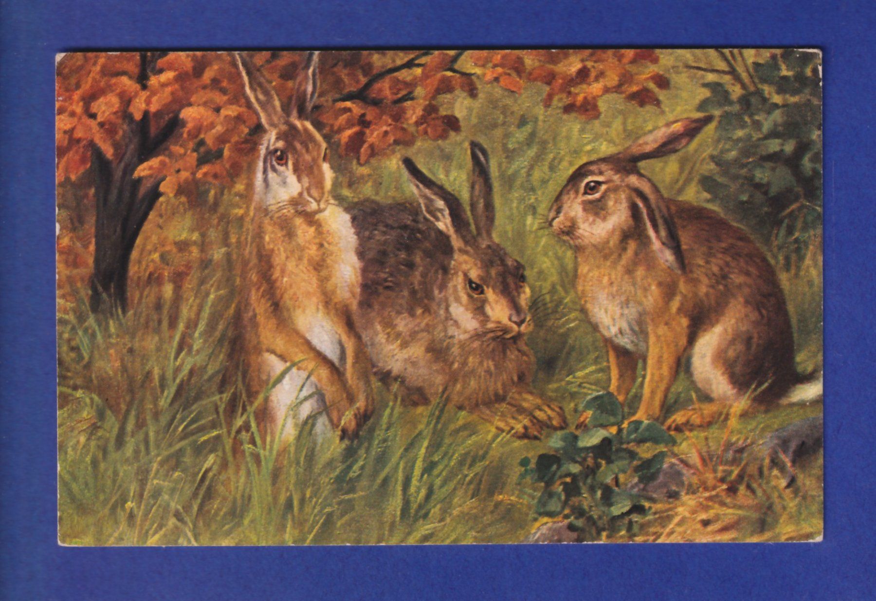 Cartoline postali: LIEVRE / LAPIN // voir dos // – Usato da Pully venduto da nicecards-shop