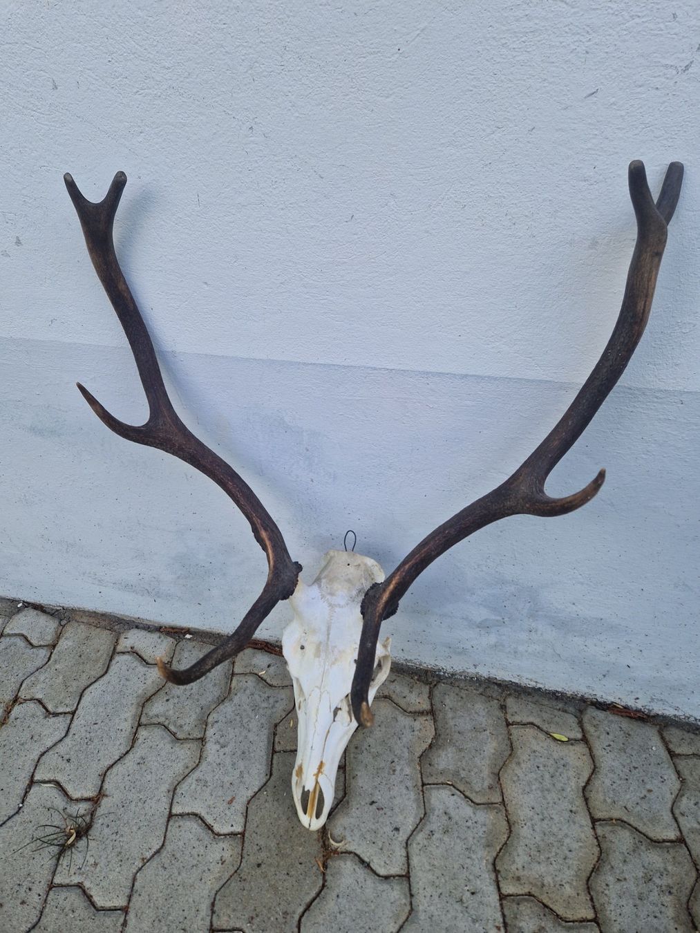 Altre raccolte & rarità: Hirsch – Usato da Wetzikon ZH venduto da Hella73