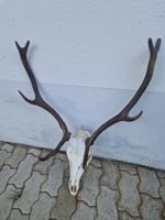 Hirsch