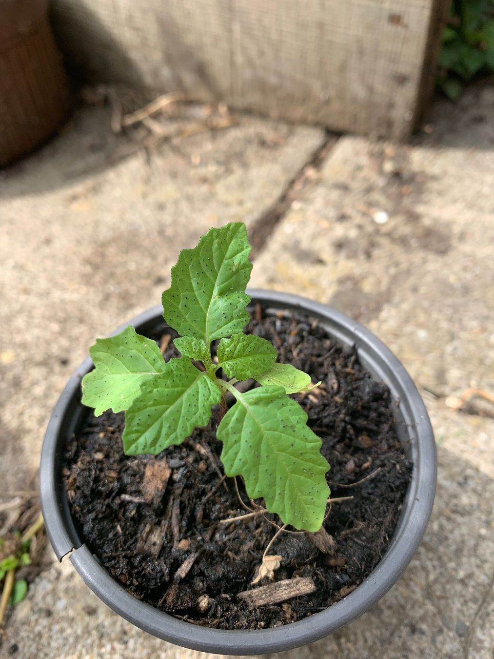 Pflanzen & Samen: GIFTBEERE (Nicandra physalodes) Pflanze – Neu (gemäss Beschreibung) aus Hinteregg von ERFOLG78 4