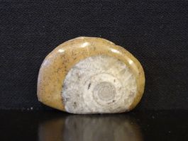 Versteinerter Fisch Fossil GONIATIT MAROKKO