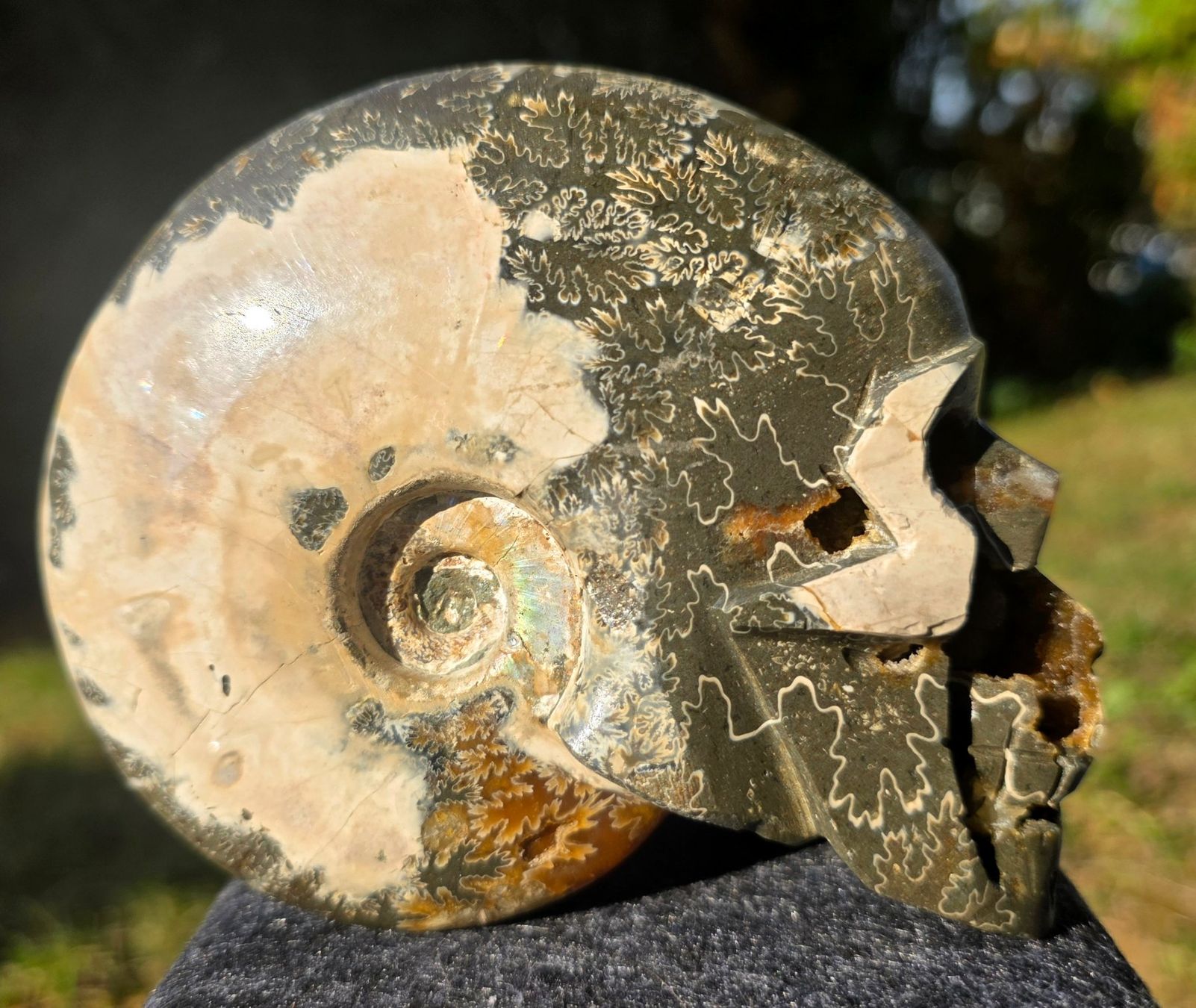 Fossilien: 🐚💀 Ammonit-Schädel Schnitzerei – Neu und originalverpackt aus Matzingen von Shay_Crystalz 1